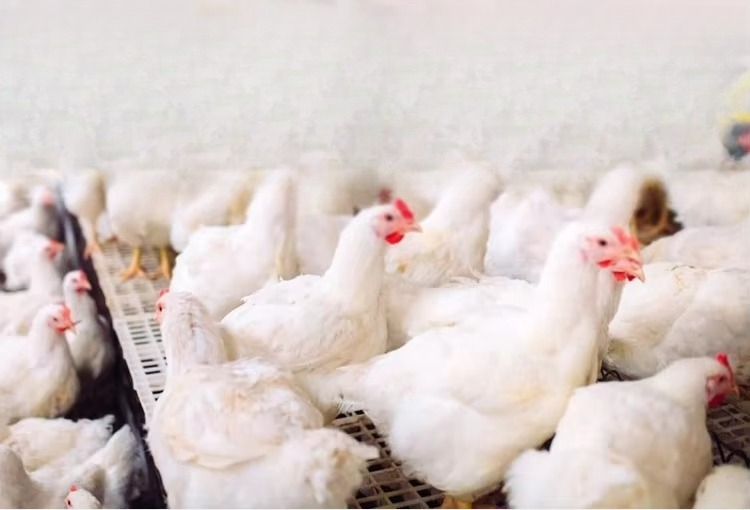 Portable 12000kcal/h Poultry B - Farming System & Sustainable Agriculture 评论和价格
